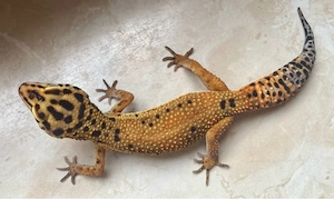 Afghan Tangerine Clown cross p.h Raptor Leopardgecko Weibchen