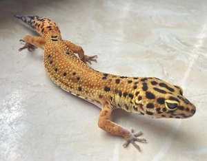 Afghan Tangerine Clown cross p.h Raptor Leopardgecko Weibchen
