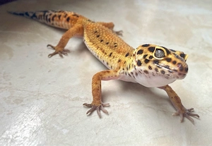 Afghan Tangerine Clown cross p.h Raptor Leopardgecko Weibchen
