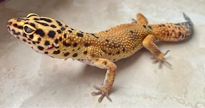 Afghan Tangerine Clown cross p.h Raptor Leopardgecko Weibchen