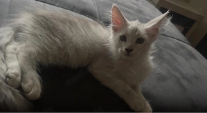 Main coon mix katzen 