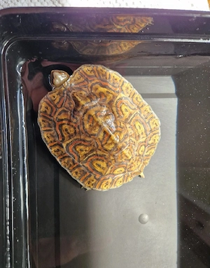 Costa Rica Prachterdschildkröte 