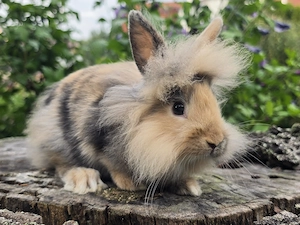 Zwergkaninchen * Löwenköpfchen * Häsinnen * geimpft * 06 2026