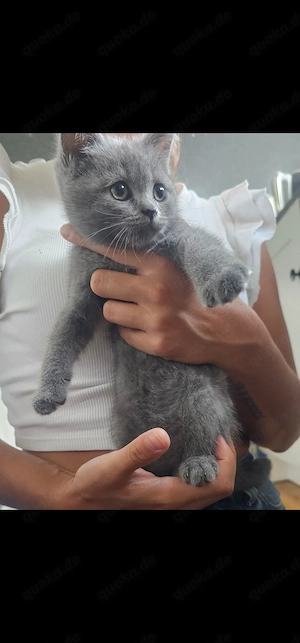 Bkh katze weiblich