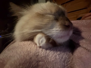 Suche EKH Kater rot orange