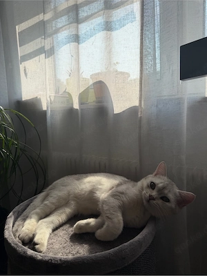 BKH Kater sucht dringend neues zuhause Bild 3