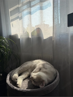 BKH Kater sucht dringend neues zuhause Bild 2