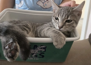 Kater minibig