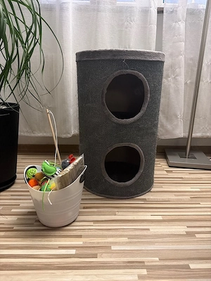 BKH Kater sucht dringend neues zuhause Bild 4