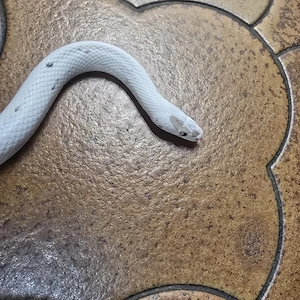 Palmetto ph Scaleless 