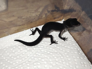 Leopardgecko 0,1 Black Night