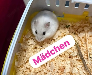 zwerghamster - Baby Mädchen