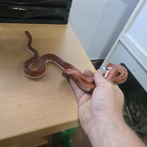 Bloodred Pied Sided Pärchen 