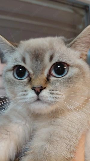 BKH Mädel 1x Silverschadet mit Blauen Augen 