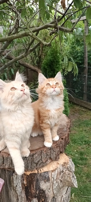 Maine Coon Jungkater 3Monate alt reinrassig
