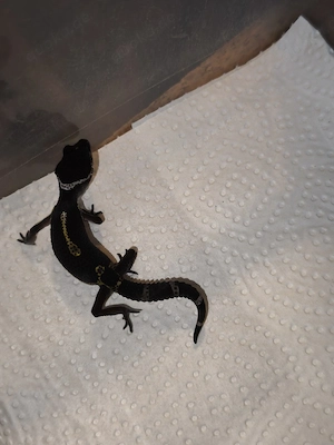 Leopardgecko 1,0 Black night Bild 2