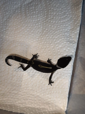 Leopardgecko 1,0 Black night Bild 3