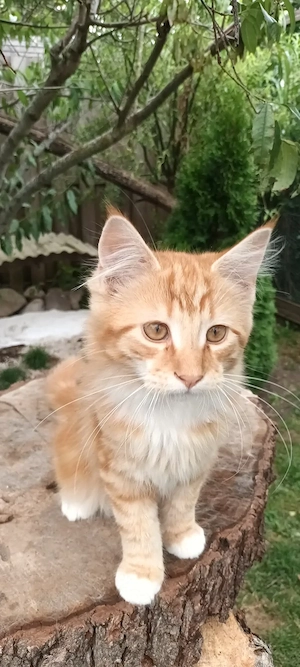 Maine Coon Jungkater 3Monate alt reinrassig Bild 3