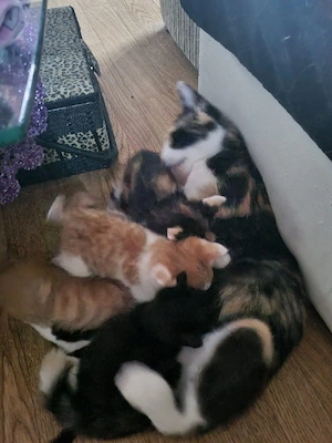 katzenbabys suchen ein neues Zuhause 