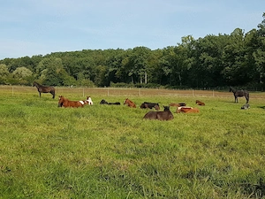 3 Plätze frei in Herdenhaltung Natur Freiheitsparadies Robusthaltung ohne Boxen