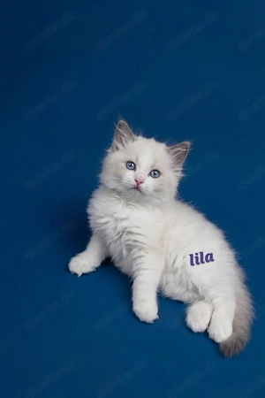1 Wunderschöner reinrassiger Ragdoll Kitten aus liebevoller Hobbyzucht sucht sein Traumzuhause