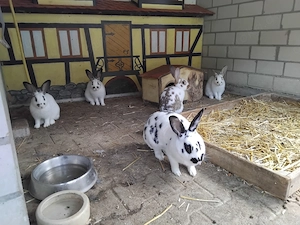 Hasen Stallhasen Kaninchen Nachwuchs von 2026 abzugeben 