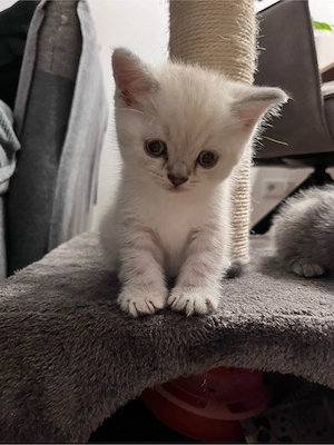 BKH Katze Kitten Britischkurzhaar