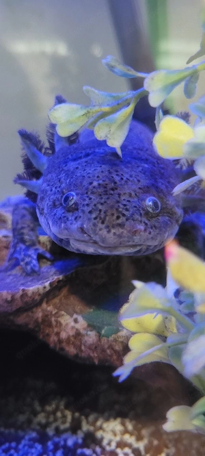 Suche ein männliches Axolotl