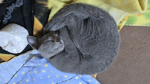 Russisch Blau Kater Stammbaum Bild 2