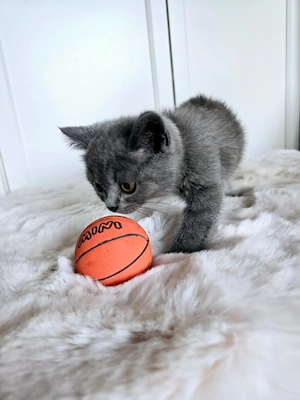 BKH Kitten 3 Monate blau