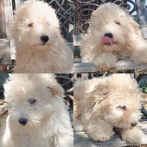 Maltipoo Welpen 
