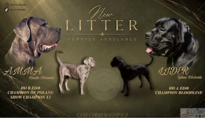 Cane Corso Welpen