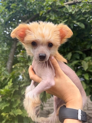 Chinese Crested