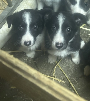Border Collie Welpen 