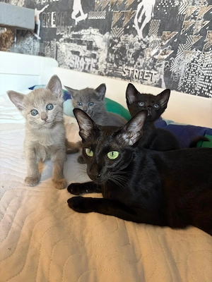BKH Kitten OKH Kitten