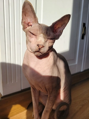 meine katze vermisst 