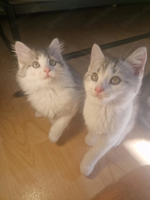 zuckersüße Katzenbabys suchen ein neues Zuhause! (Britisch-Langhaar Mix)