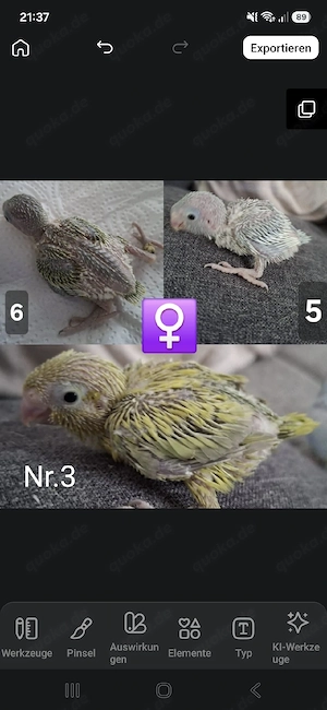 Blaugenick Sperlingspapageien Mutationen 