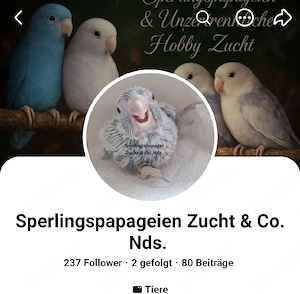 Schwarzköpfchen Paid DS Bild 5