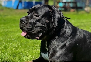 Cane Corso Welpen
