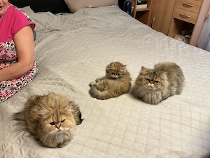Junge Mini Perser Babys.