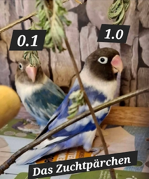 Schwarzköpfchen Paid DS Bild 3