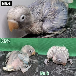 Schwarzköpfchen Paid DS