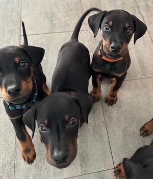 Dobermann Welpen