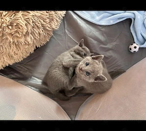 Nur noch Eine Süsse Russisch blau Kitten
