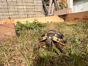 Kleine Pünktchen sucht ein zuhause 