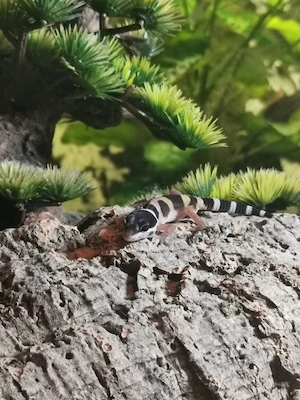Eublepharis Mascularius (Leopardgecko) 
