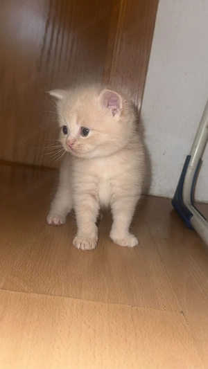 Süße BKH BLH-Mix Kitten zur Reservierung (Geboren am 29.07.2026)