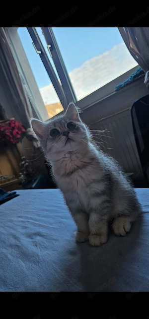 BKH kitten zu verkaufen