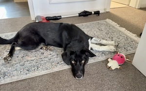 Jung, verspielt und voller Liebe: Unser Gromit sucht ein liebevolles Zuhause!